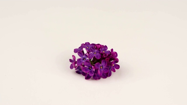 在白色背景上开花的紫色的丁香的花序。视频下载