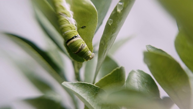特写:绿虫或毛毛虫虫或水蚤虫在绿叶上吃着，慢慢移动着。视频下载