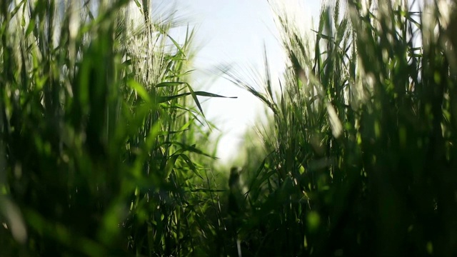 草地的小麦。视频素材