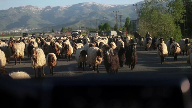 羊在公路上走视频素材