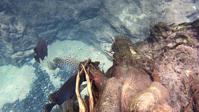 海鱼在水里吃树根上的食物，这些水流经沙质地面。视频下载