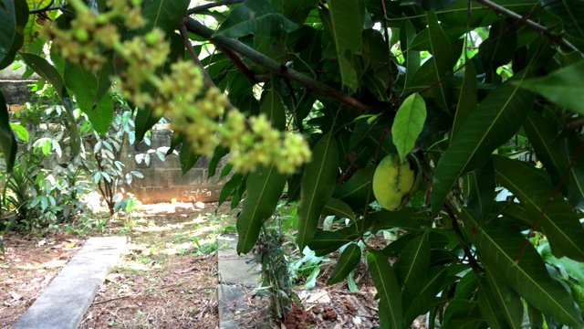 芒果花在树上开花视频下载