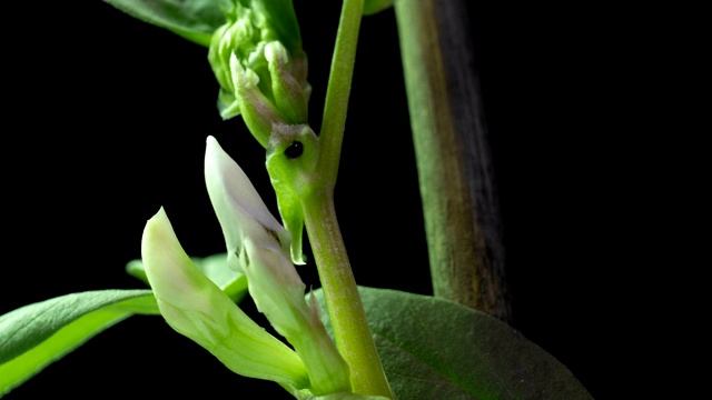 花的生长和开花的豆子时间流逝在一个黑色的背景视频素材