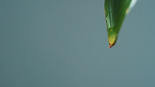水滴在绿叶上的特写视频素材