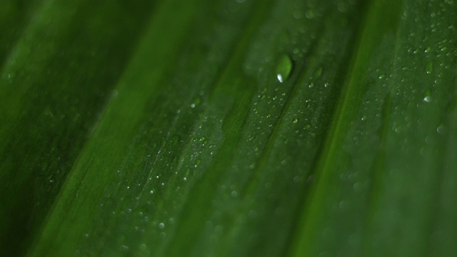 水滴在绿叶上的特写视频素材