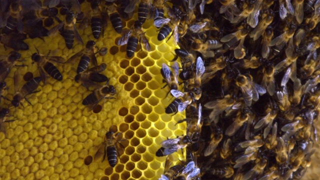 因为喜玛拉雅的蜜蜂在蜂巢上视频下载