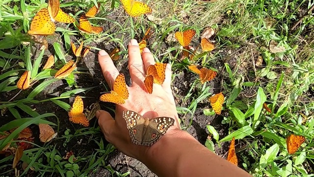 蝴蝶在手边视频下载