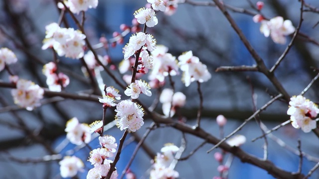 春天盛开的春花映衬着晴朗的蓝天。白色的花在春天。春天的花朵landsc……视频素材