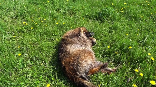 德国牧羊犬躺在绿草地上视频素材