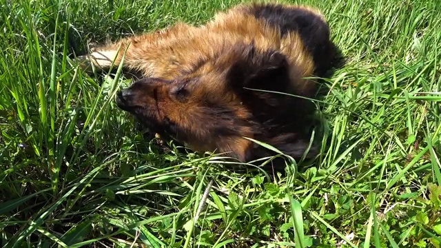 德国牧羊犬躺在绿草地上视频素材
