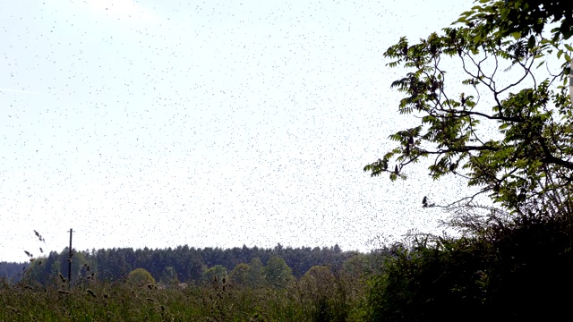 夏天一个阳光明媚的日子里，蜂群在游动视频素材