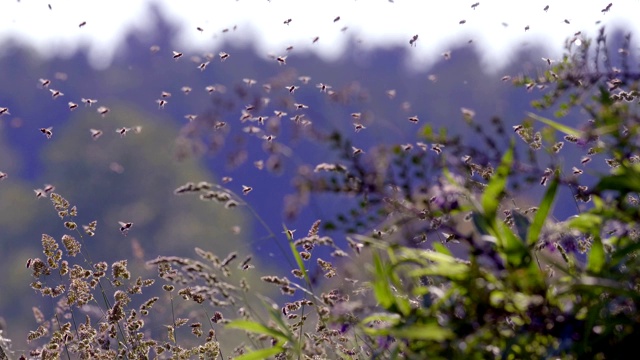 夏天一个阳光明媚的日子里，蜂群在游动视频素材