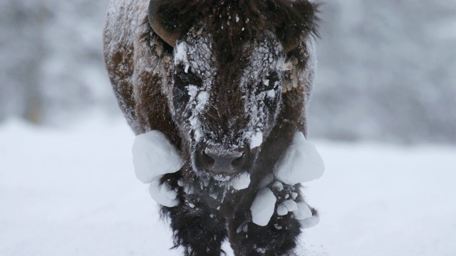 白雪覆盖的野牛行走的完整镜头视频下载