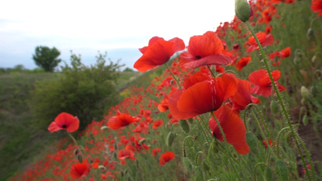 春天山坡上美丽的红色罂粟花视频素材