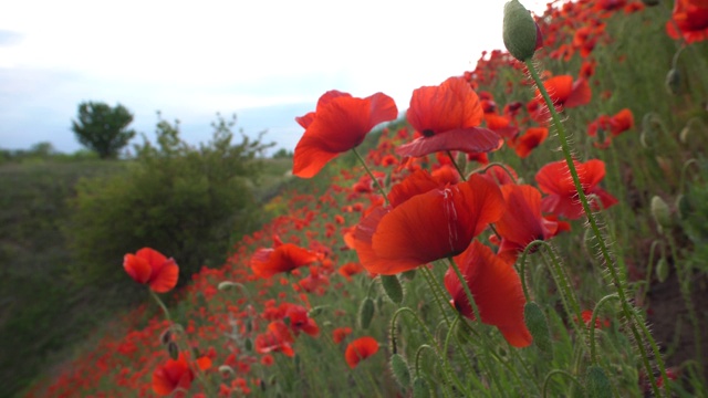 春天山坡上美丽的红色罂粟花视频素材