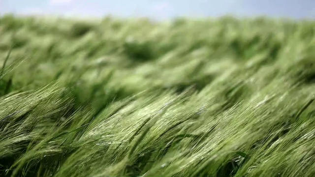 草地的小麦。视频素材