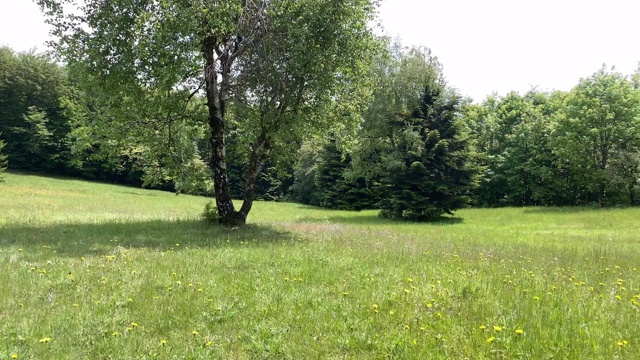 草地上的桦树视频下载