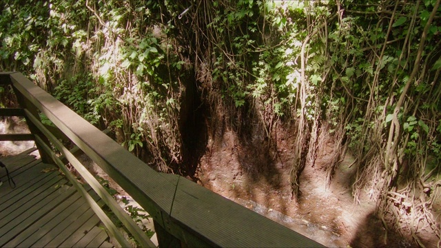 这是热带公园中一群猕猴的慢镜头视频素材