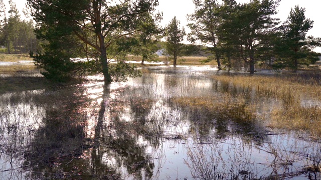 湖沼泽在森林的景观视图视频素材