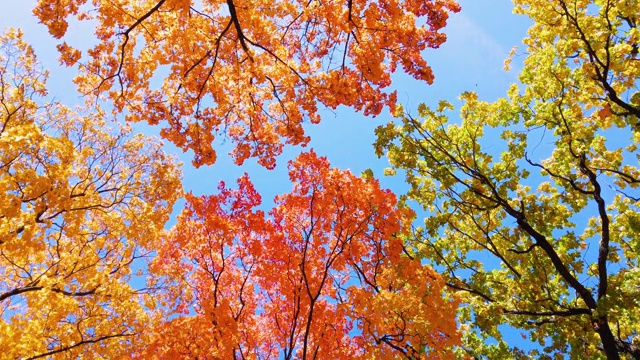 一股强风吹树叶从明亮的颜色的枫叶形成一个美丽的秋天树叶对蓝色的天空视频下载
