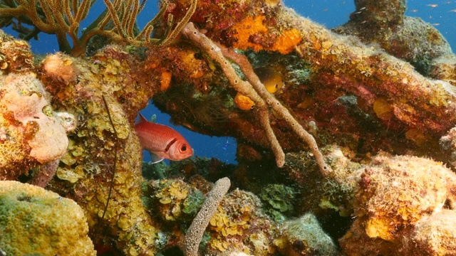 在加勒比海/库拉索岛珊瑚礁的一部分，黑条兵鱼的特写视频素材