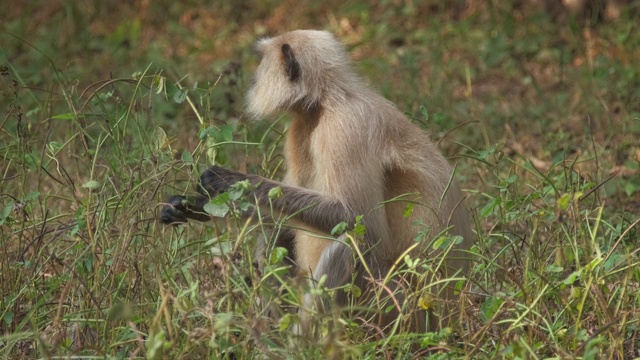 在印度拉贾斯坦邦的Ranthambore国家公园，印度普通的灰叶猴或哈努曼叶猴正在吃东西视频下载