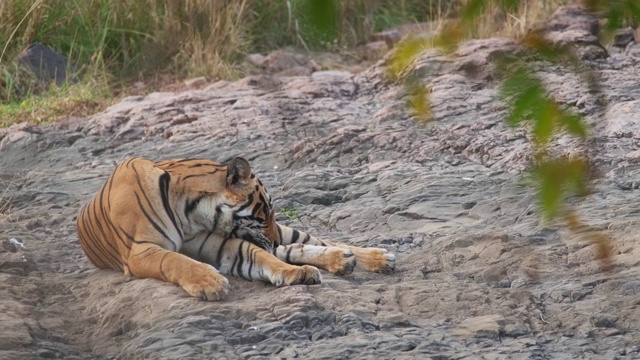 美丽的孟加拉虎在印度拉贾斯坦邦的Ranthambore国家公园睡觉视频素材