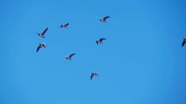 一群鸟儿在蓝天上飞翔视频下载