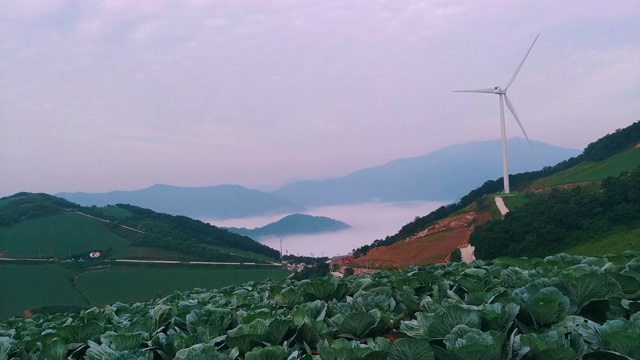 “Anbandegi”田(风景优美的白菜地)和带雾的风力涡轮机/江陵溪，江源道，韩国视频素材
