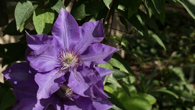 紫色春季植物的指雄蕊和花瓣为4K视频素材