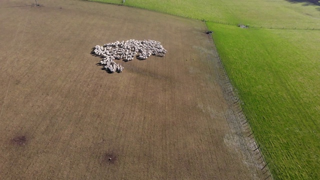 鸟瞰新西兰南岛农场上的一群羊视频素材