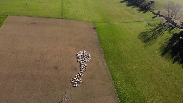 鸟瞰新西兰南岛农场上的一群羊视频素材