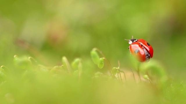 近距离野生动物瓢虫在绿色的草地在森林视频素材