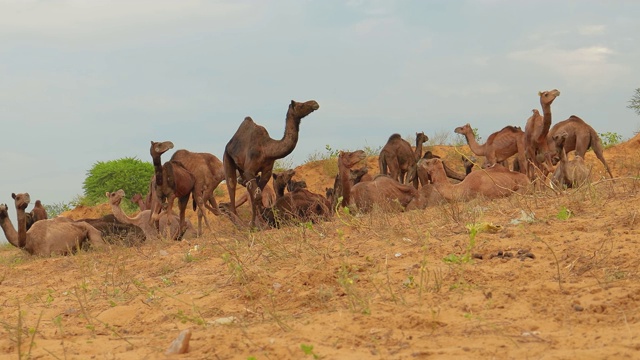 在印度拉贾斯坦邦的普什卡尔镇，一年一度的牲畜集市和文化集市被称为“普什卡尔骆驼集市”，也被当地人称为“Kartik Mela”。视频素材