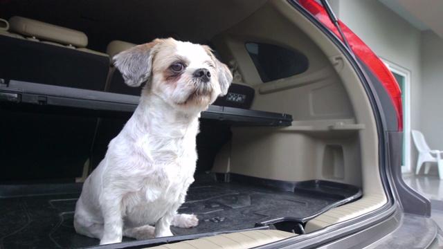 西施犬在汽车后备箱上等着主人视频素材