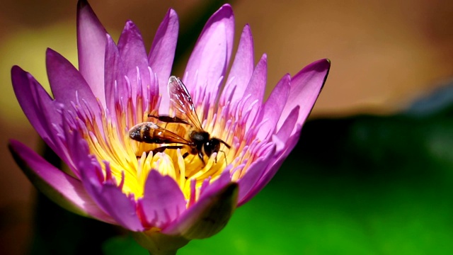 近距离观察莲花上的蜜蜂视频素材