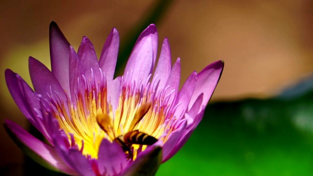 近距离观察莲花上的蜜蜂视频素材