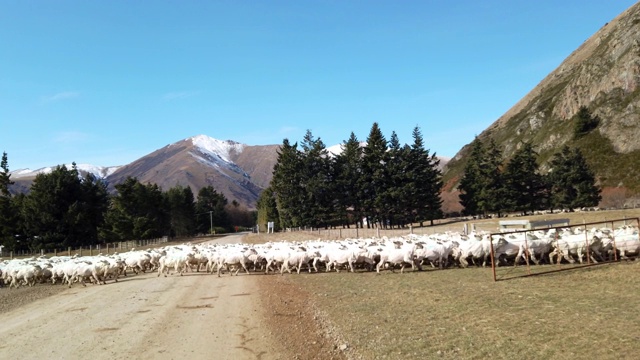 新西兰南岛农场的一群羊视频素材