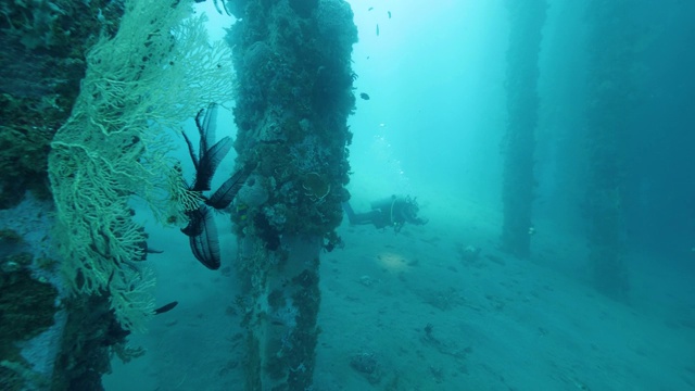 珊瑚和羽星海百合在海底码头和潜水员游泳。视频素材