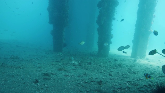 在蓝色的海洋中，热带鱼在码头下面游泳。视频下载