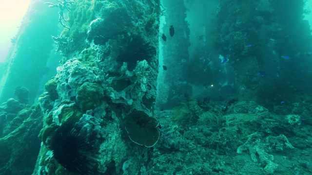 戴水肺的潜水员与珊瑚和其他海洋生物探索海洋码头的底部视频素材