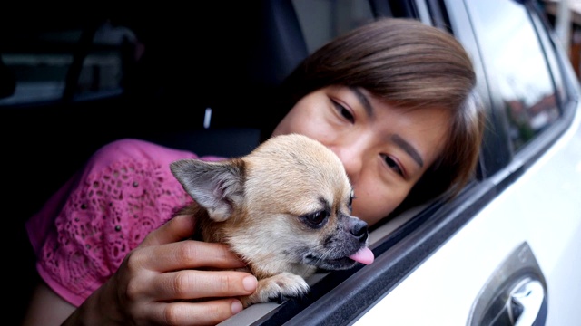 一名短毛亚洲女子抱着一只吉娃娃狗趴在车窗上视频下载