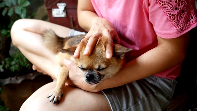 狗的主人让狗躺在他的膝盖上，抚摸他的头。视频下载
