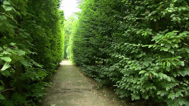 尼伯罗的绿色走廊视频下载