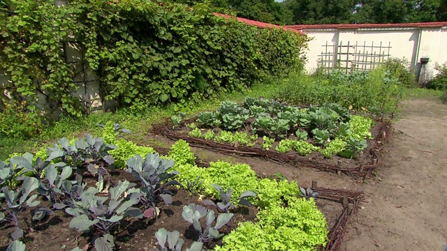 蔬菜在花园视频下载
