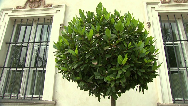 尼伯罗宫前的一棵月桂树视频下载