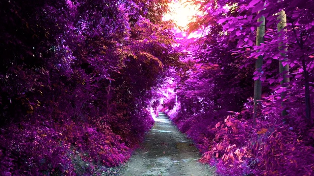 幻想视图的红外景观与紫色在惊人的路径。视频下载