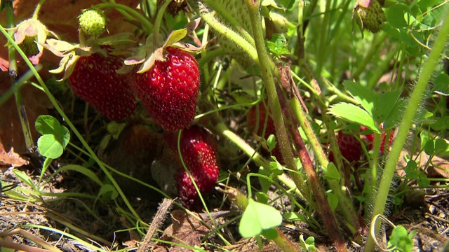 草莓在布什视频下载