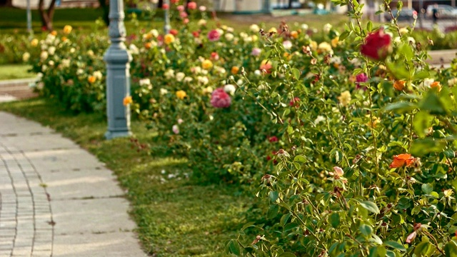 公园里玫瑰花丛的慢镜头视频下载