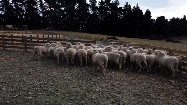 新西兰南岛农场的一群羊视频素材